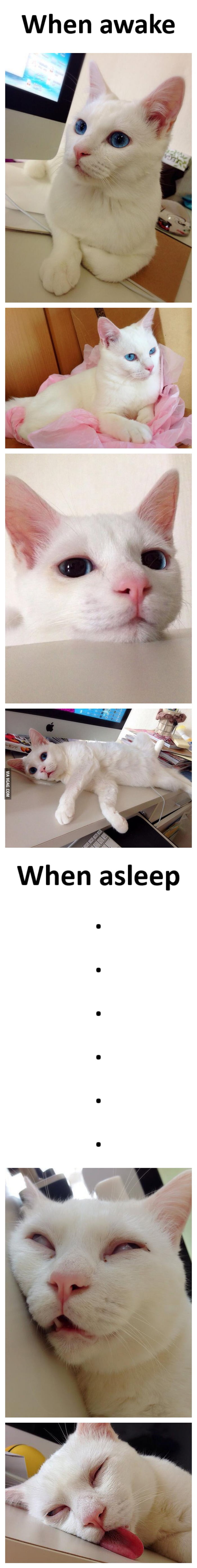 When a gorgeous cat sleeps...