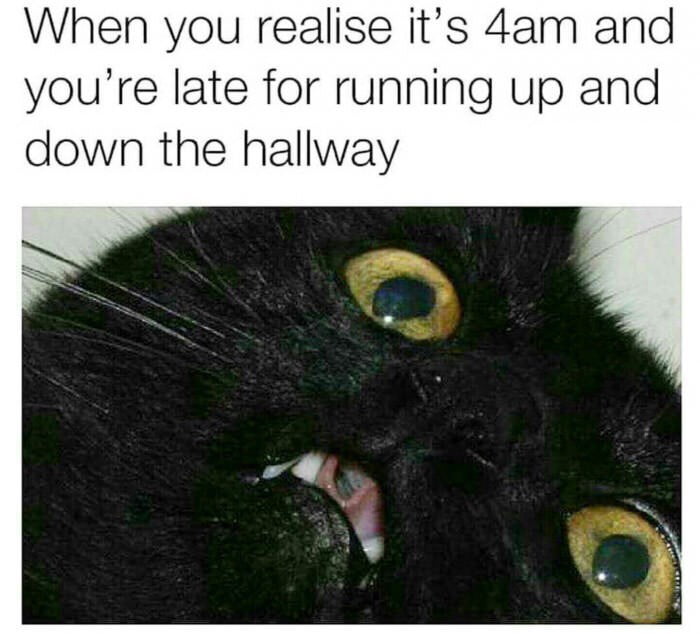 Paranormal Activity Cat edition 9GAG