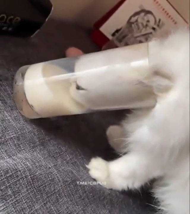 Cat Drink Milk 9GAG