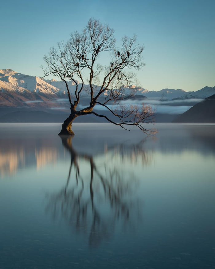 The Wanaka Tree Lake Wanaka New Zealand Photo Credit To Brent Purcell