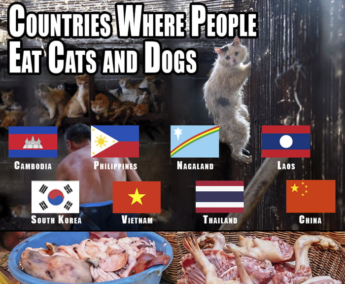 eating-cats-and-dogs-9gag