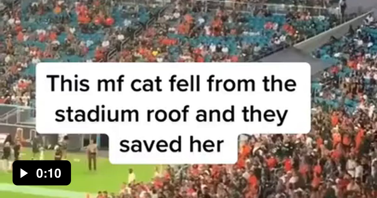 Cat falls from the roof of a stadium and is saved by fans 9GAG