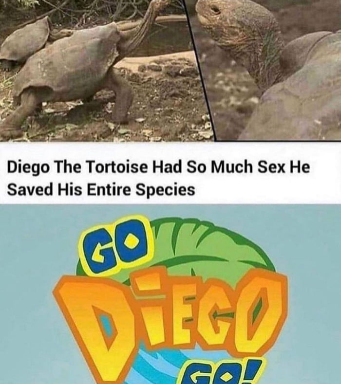 Diego, the extremely horny turtle. Savior of his race - 9GAG