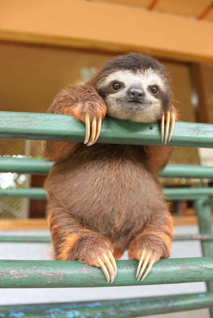 Baby Sloth Wishes You A Nice Day! - 9GAG