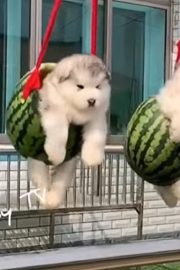 Cute melon dog 9GAG
