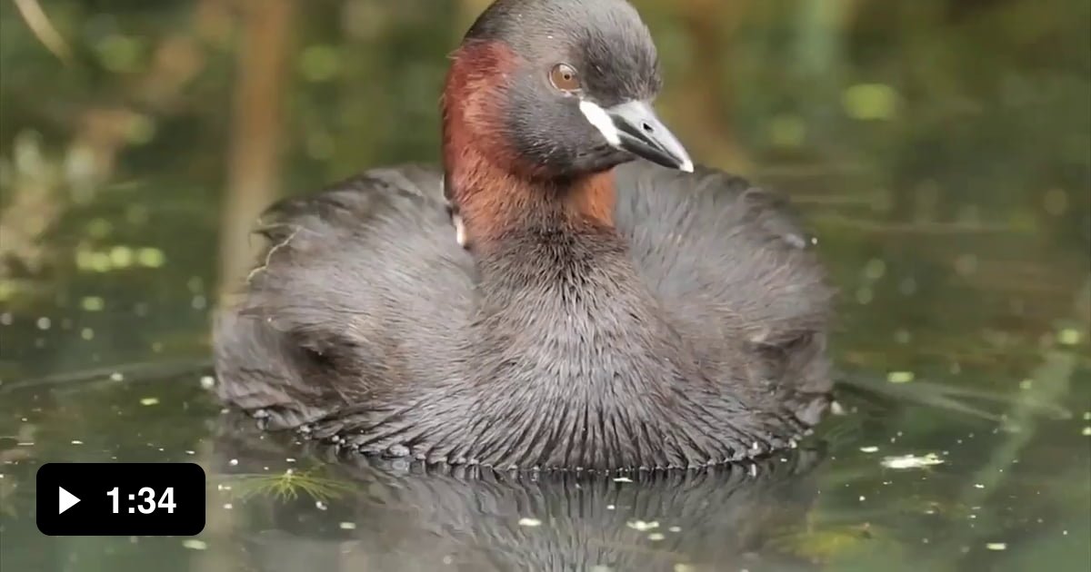 Little grebes are diving birds that inhabit freshwater vegetated lakes ...