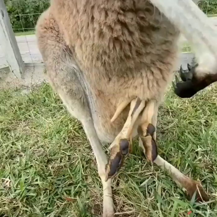 Inside A Kangaroo Pouch 9GAG   AP3yrMG 700b 