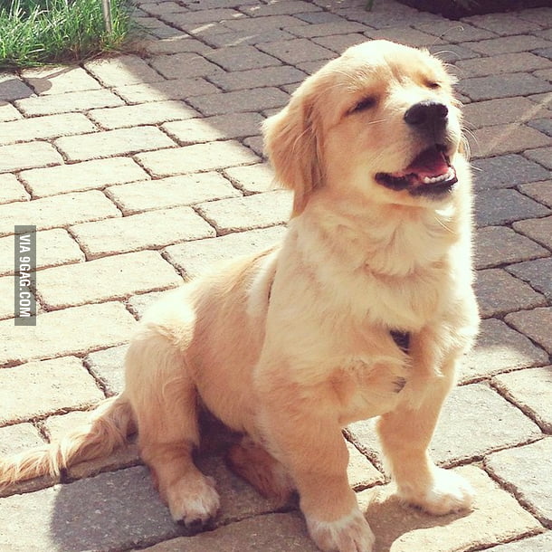 My dog definitely loves sun shines. - 9GAG