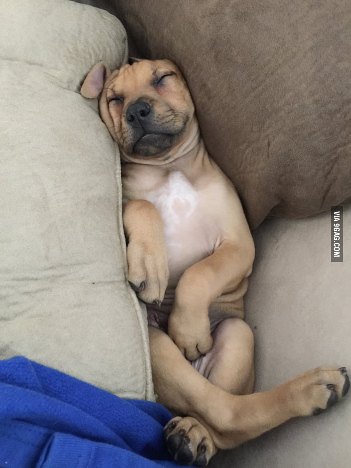 couldn-t-find-my-puppy-for-a-few-minutes-9gag