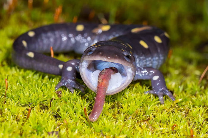 Silly salamander - 9GAG