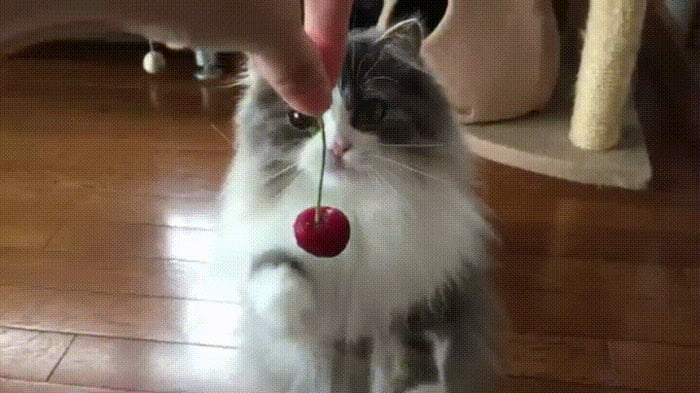 cherry cat toy
