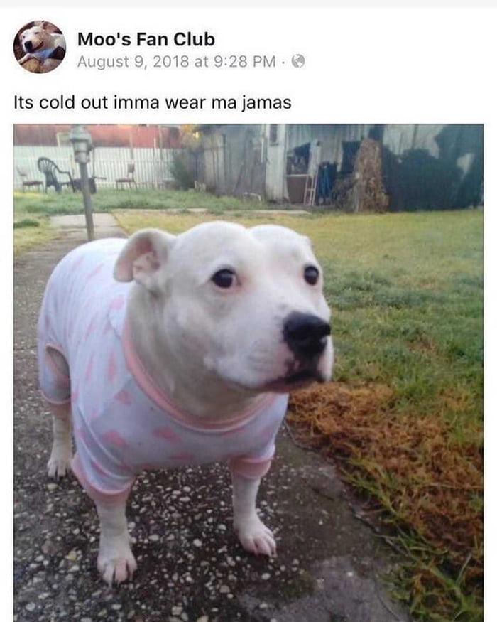 Moo in his jamas - 9GAG