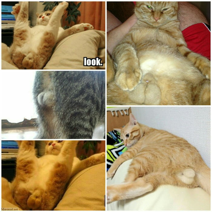 Look at the cat balls.LOOOOK AT THEM! 9GAG