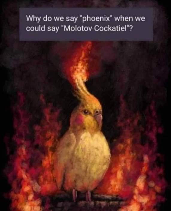 All Hail Molotov Cockatiel - 9GAG