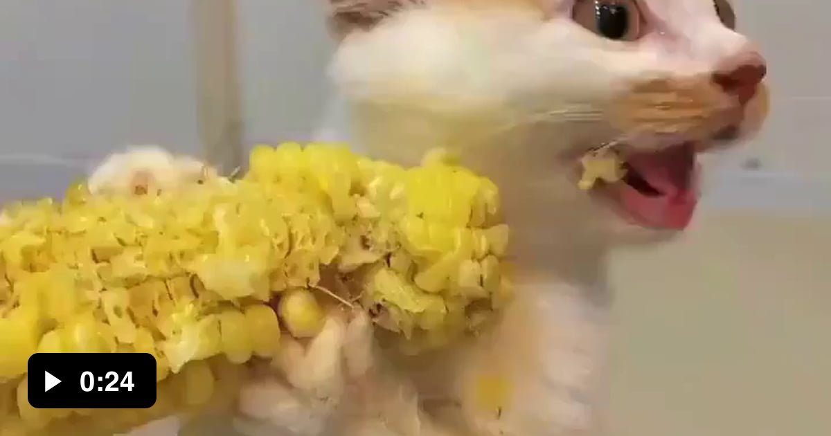 She's obsessed with corn. - 9GAG