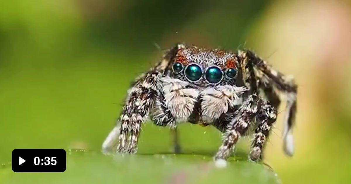 Spider Shake Courtship dance of the peacock spider - 9GAG