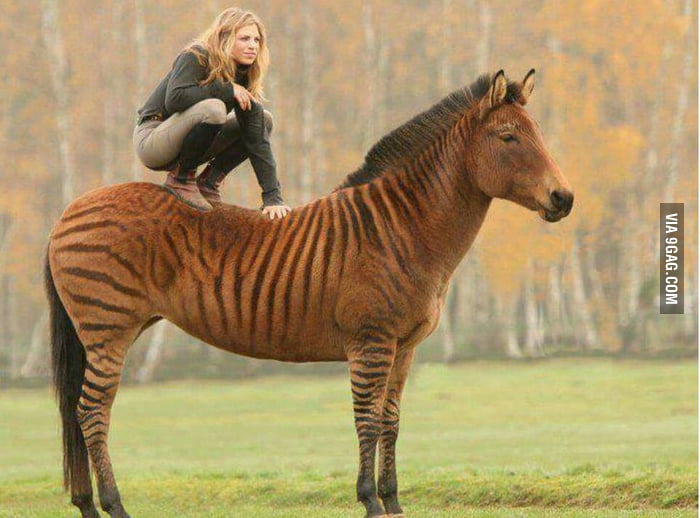 Zorse! Zebra + Horse - 9GAG