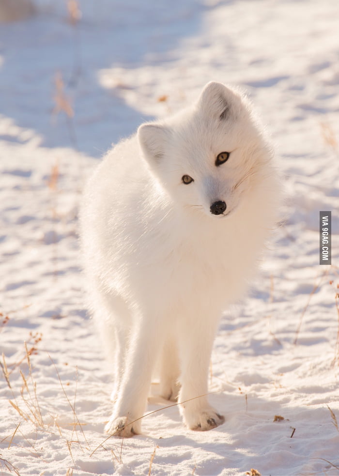 cute anime white fox