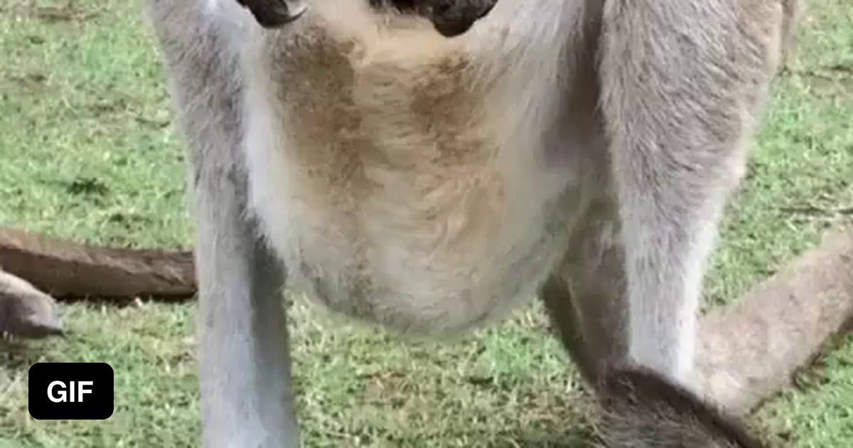 The female kangaroo has the ability to freeze the development of an ...