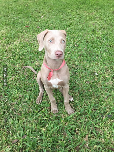 My 3 Month American Pitbull Terrier Weimaraner Mix What Do You American Pitbull Terrier Weimaraner Mix