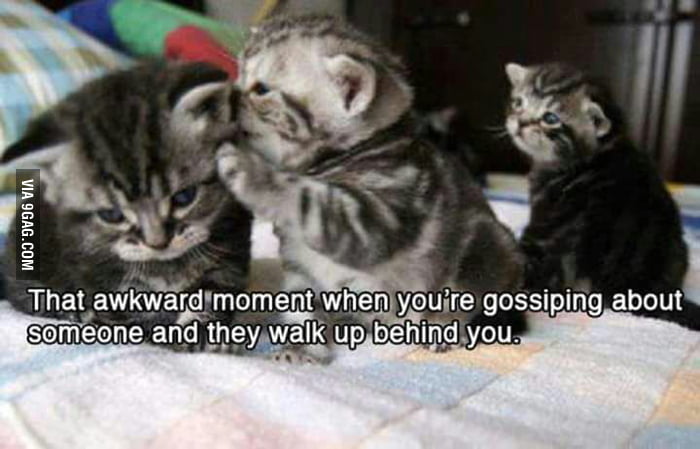 Cats Gossip 9gag