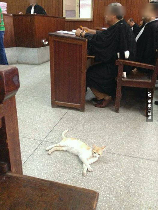https://images-cdn.9gag.com/photo/aPG4jxB_700b.jpg