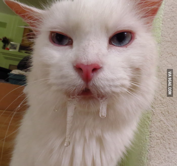 My cat was prescribed children's Benadryl - 9GAG