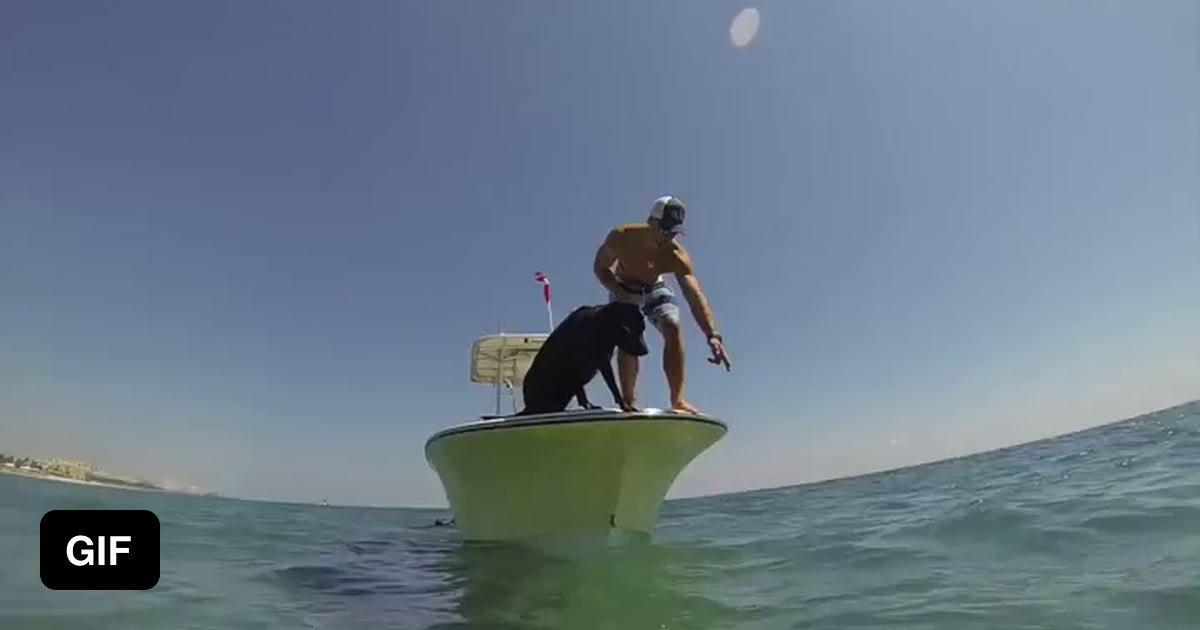 Dog goes lobster diving 9GAG