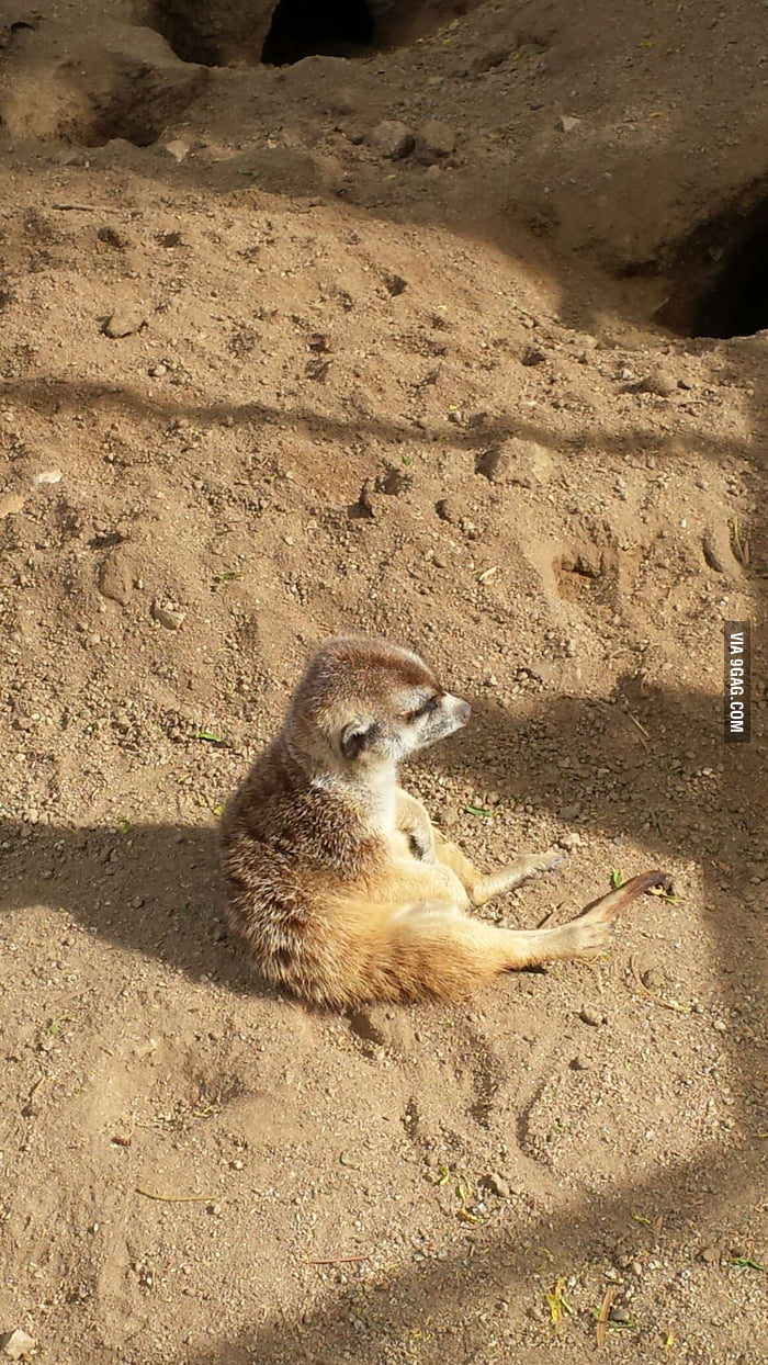 This meerkat looks so bored - 9GAG