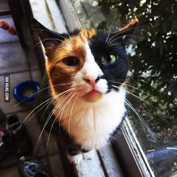 This cat  has cool  patterns  9GAG