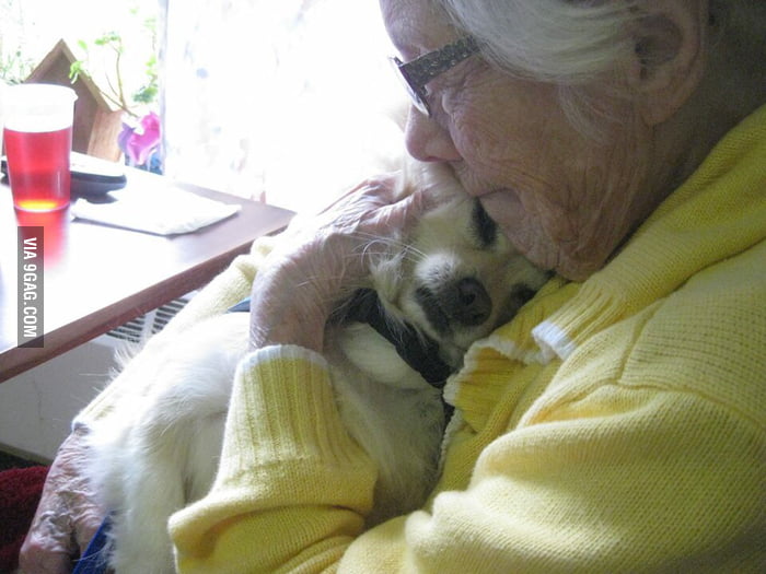 This is my friends therapy dog. He visits the elderly in nursing homes