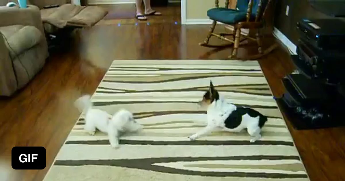 Cute puppy is too fast for my dog.. 9GAG