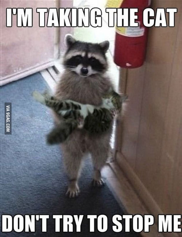Kidnapping the cat 9GAG