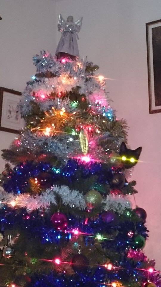 My Christmas tree 9GAG