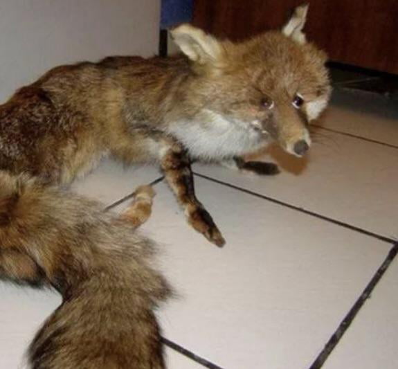 weird stuffed fox