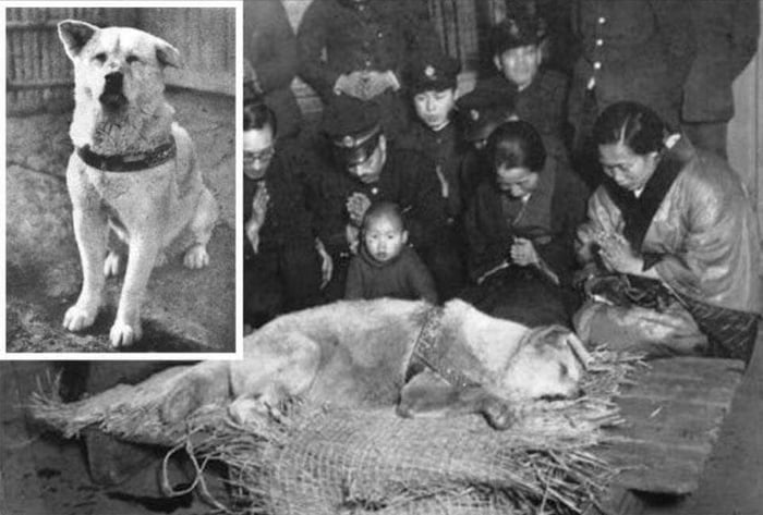 this-is-the-last-picture-of-hachiko-after-his-master-s-death-he