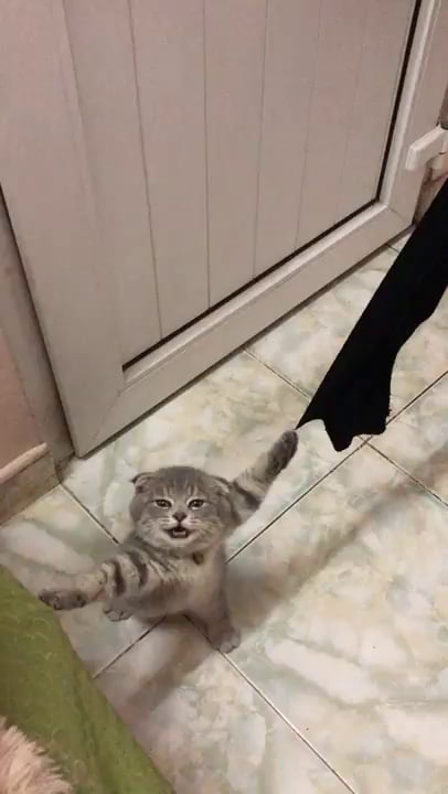 Kitten gets claws stuck in curtain - 9GAG