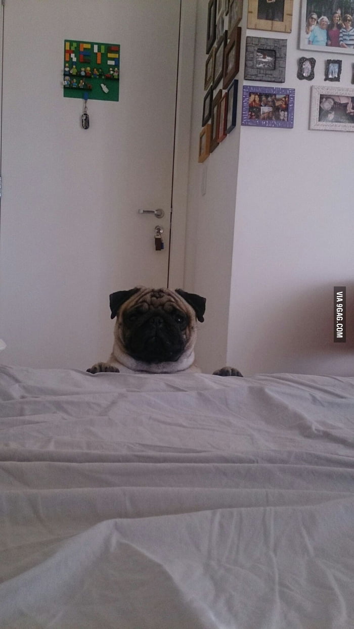 My alarm clock. Every. Single. Morning. 9GAG