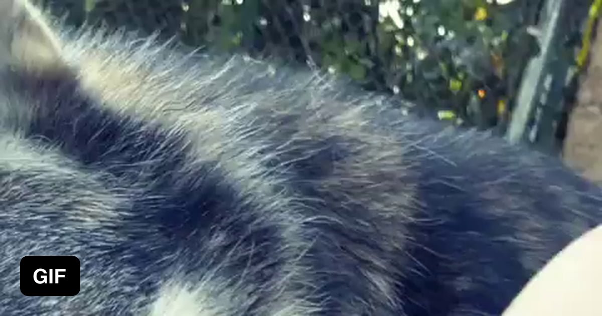 Gentle rescue wolf - 9GAG