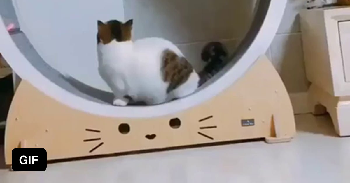 How To Get The Chonker On The Treadmill 9gag