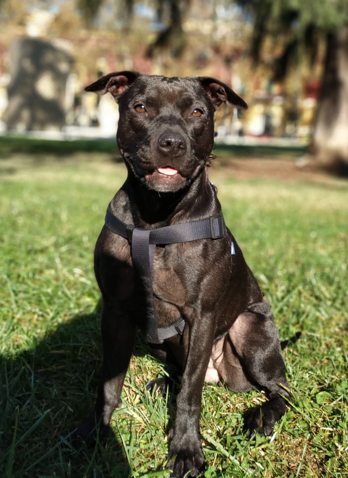 Staffy sales pit mix