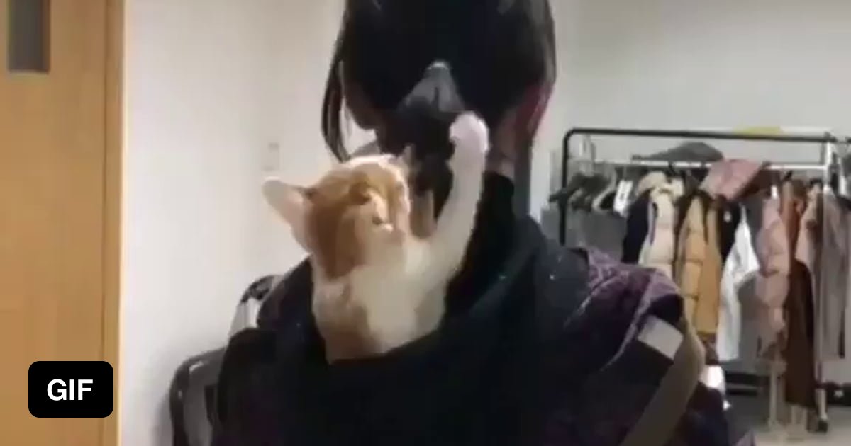 Portable kitten carrier comes with a builtin toy. 9GAG