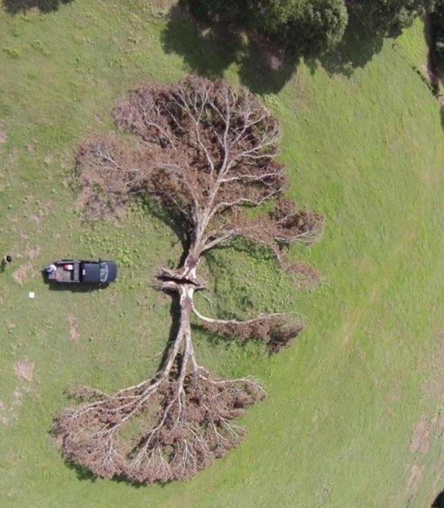 Tree Split In Half By Lightning 9gag 