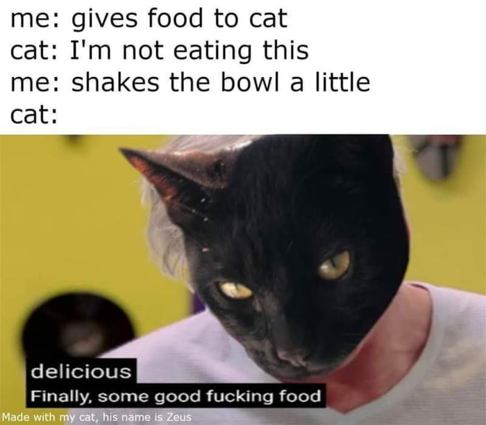 cat logic food bowl