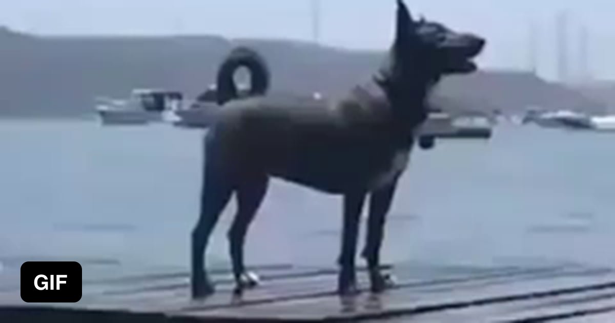 This dog shoots water out of her butt whenever she barks 9GAG