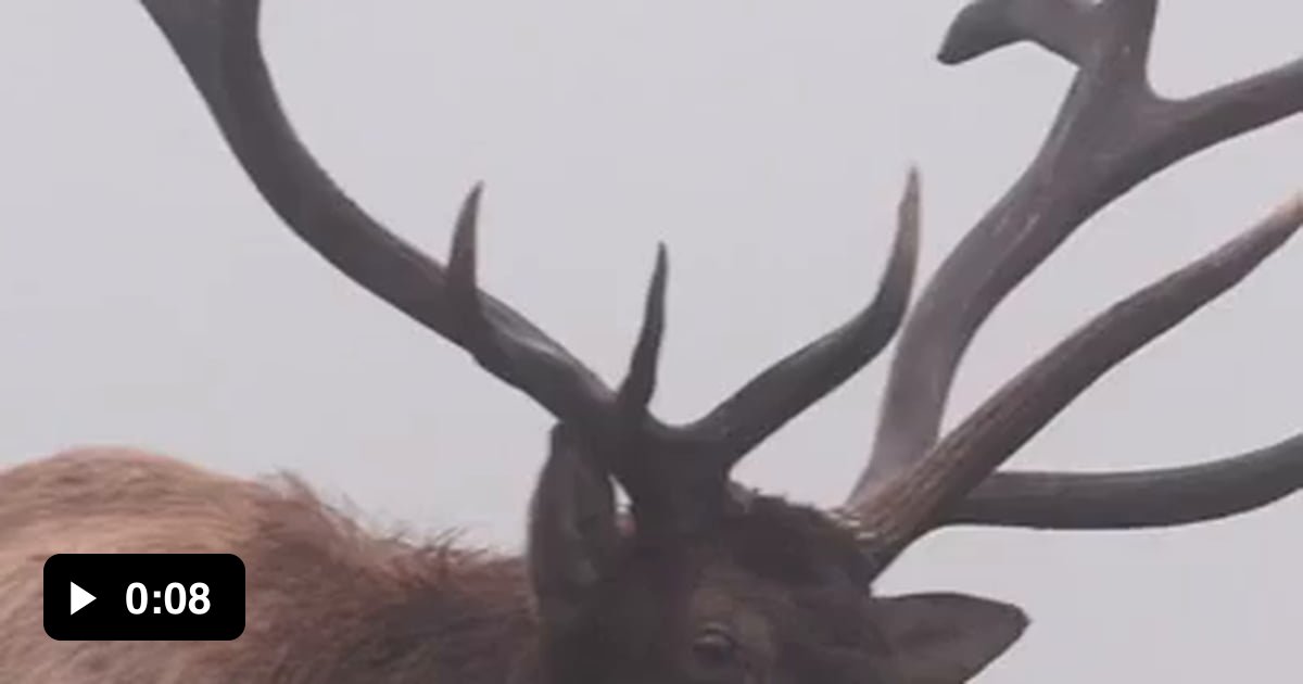 Elk Bugling 9GAG