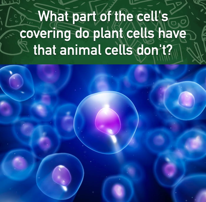 what-part-of-the-cell-s-covering-do-plant-cells-have-that-animal-cells