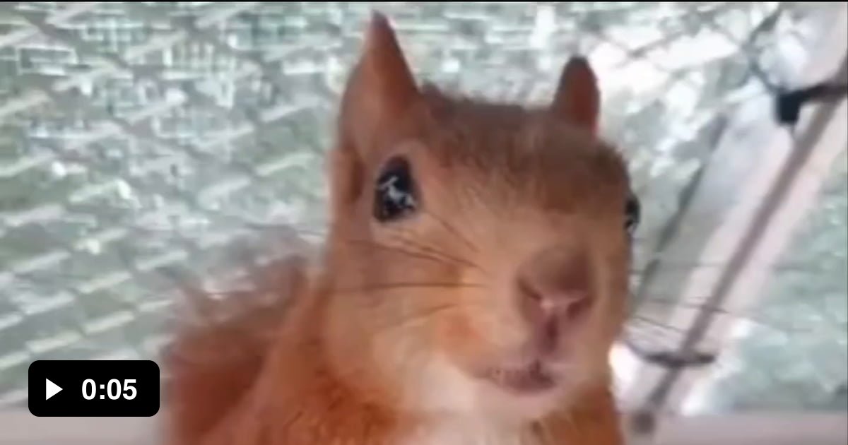 Squirrel try to scare humans 9GAG