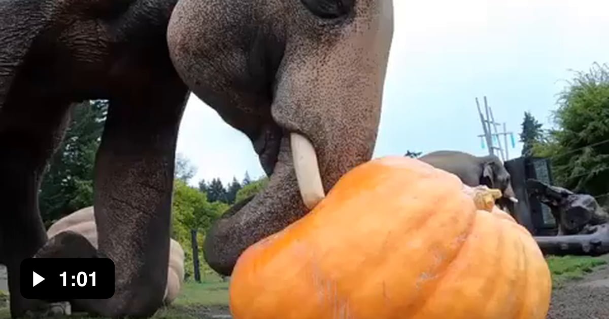 The Sound Of Elephants Stomping And Smashing These Giant Pumpkins 9gag