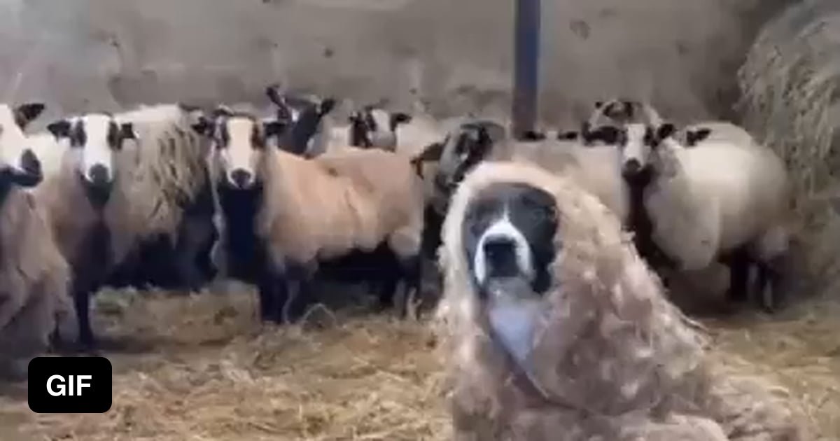 Watch Out For False Prophets They Come To You In Sheep s Clothing 